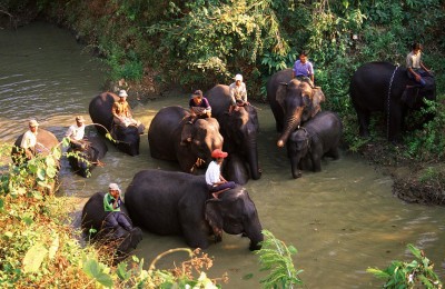 elephants need a bath