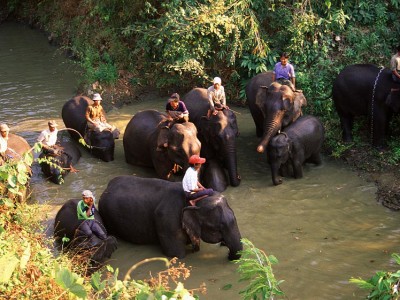 elephants need a bath